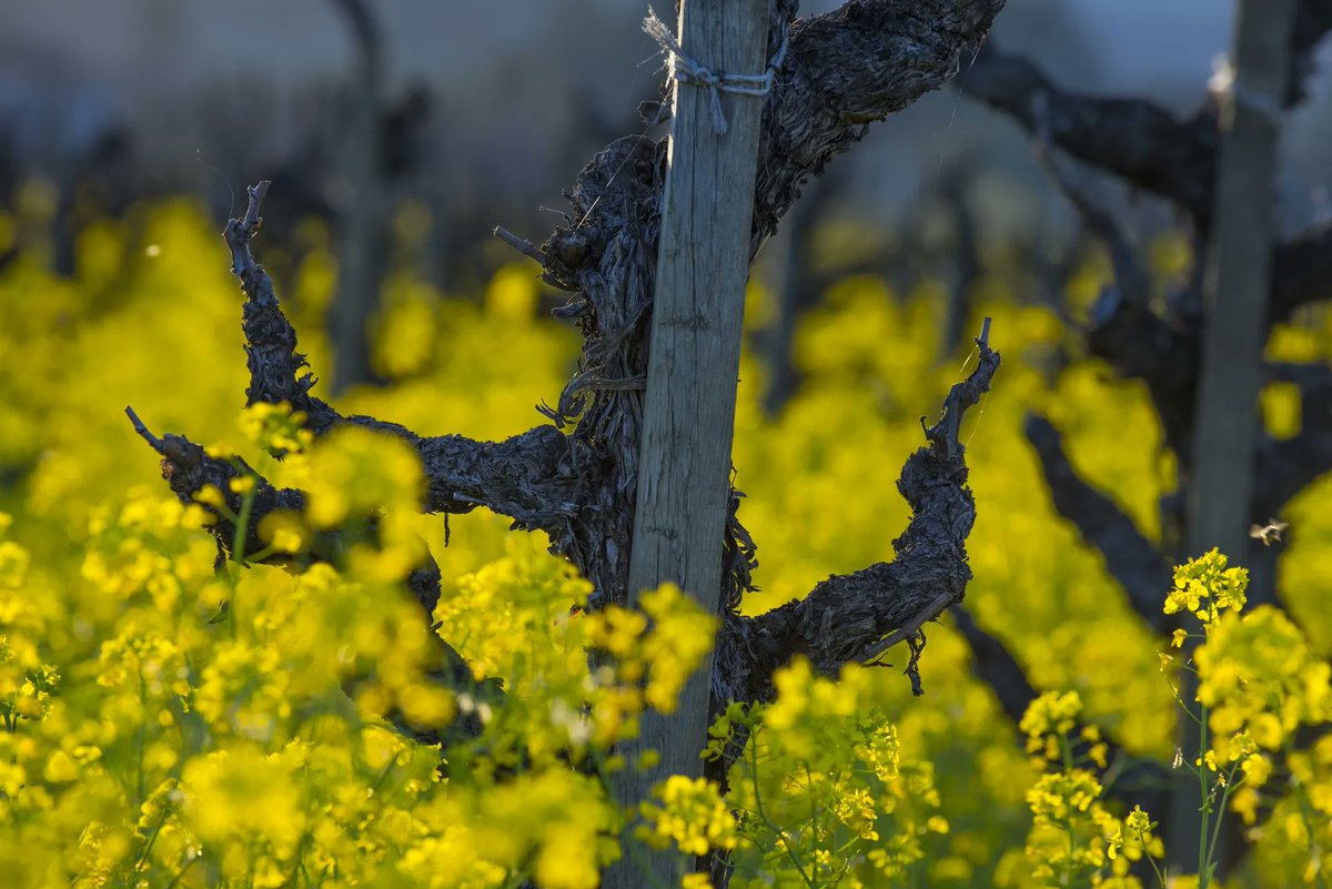 Decanter's tweet photo. America's oldest vines are telling a new story. 🍷🇺🇸

From historic Zinfandel vineyards to forgotten field blends, discover eight wines that celebrate the heritage, resilience and character of the USA's oldest vines.

https://t.co/981EUjkGxk https://t.co/Y5h7zbfq92