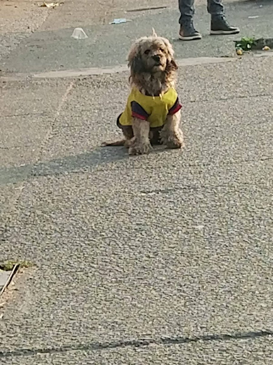 AlertaMePerdi's tweet photo. #ENCONTRADO #GUAYAQUIL
Fecha: 2026-07-14
Sector: Norte, Florida Norte, parque lineal
Sexo: Desconocido
Raza: Mestizo
Observación: Tiene una camiseta de la selección
Contacto: 0997408785
¡Ayúdalo a volver con su familia!
#AlertaMePerdí https://t.co/9bakv3e1ko