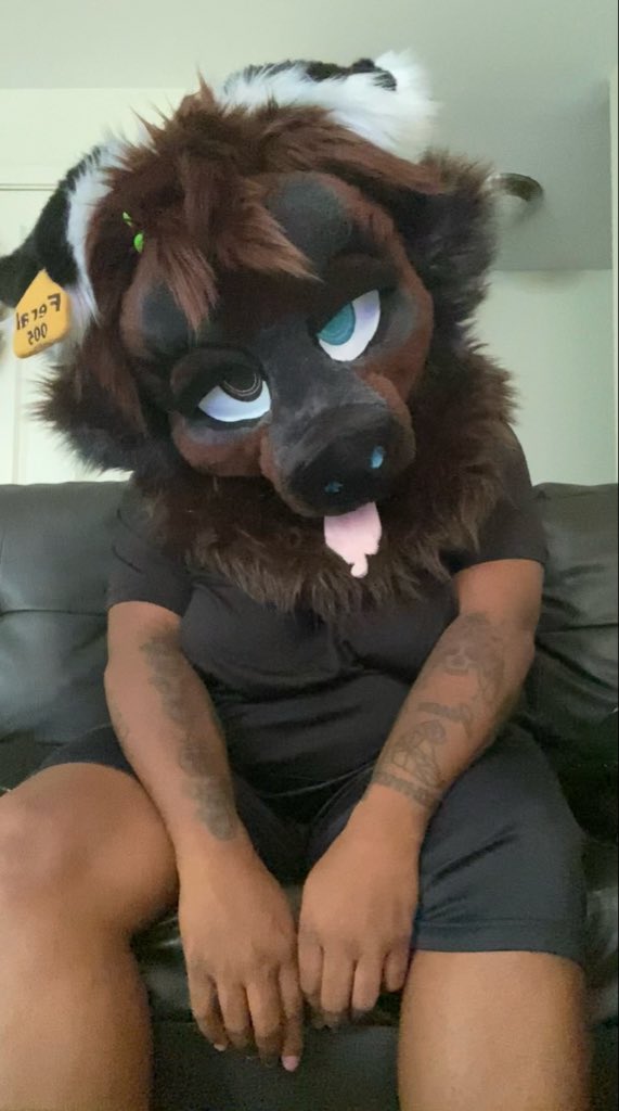 _FeralByte's tweet photo. be honest would you let this dog on your couch ?? https://t.co/7SUMaugtfQ