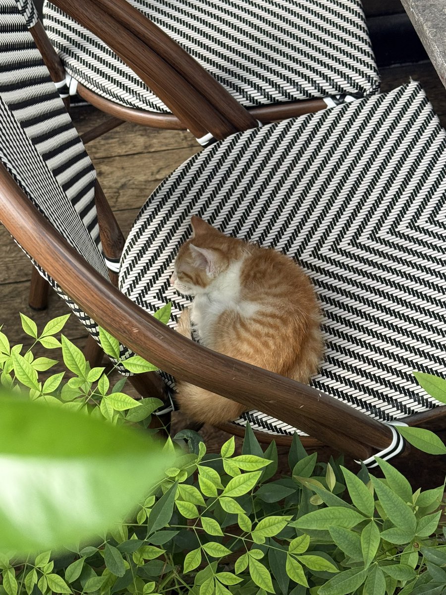 yuedjo's tweet photo. 합정 스케줄 테라스에 아기 고양이 잠 https://t.co/2c1d3C2Cx1