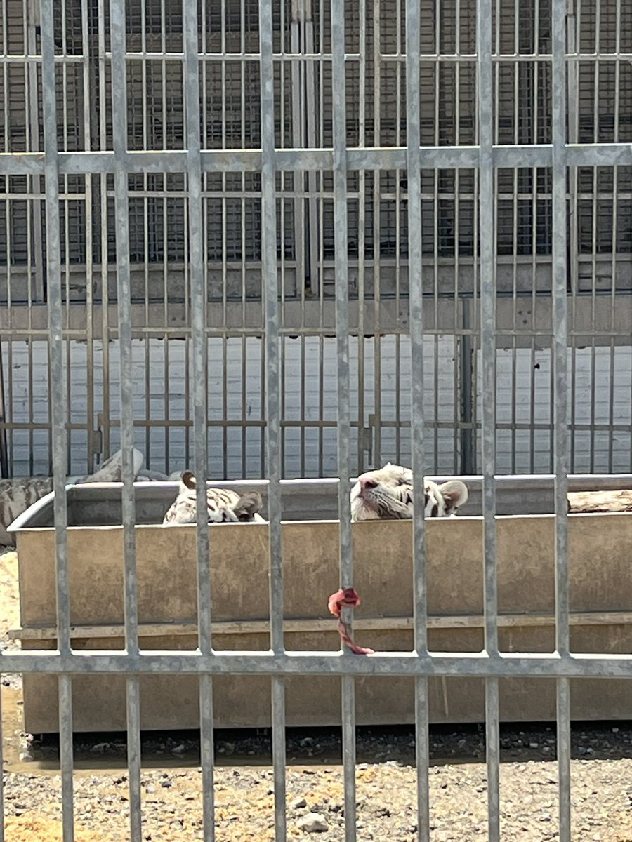 boule_de_neige1's tweet photo. En 2026, on enferme encore des tigres dans des enclos comme celui-ci pour faire du divertissement. Photos prises aujourd'hui au Cirque Franco-Belge 
(📍11210)
@onevoiceanimal 
@30millionsdamis 
@code_animal https://t.co/BO158gRtJA