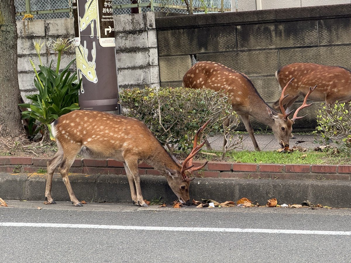 aotamanegi's tweet photo. 街路樹のユリノキの落ち葉を食べています。枯れ上がっているのが美味しいのか、よほどエサが無いのか。
#奈良のシカ https://t.co/eQDWfNRxSJ