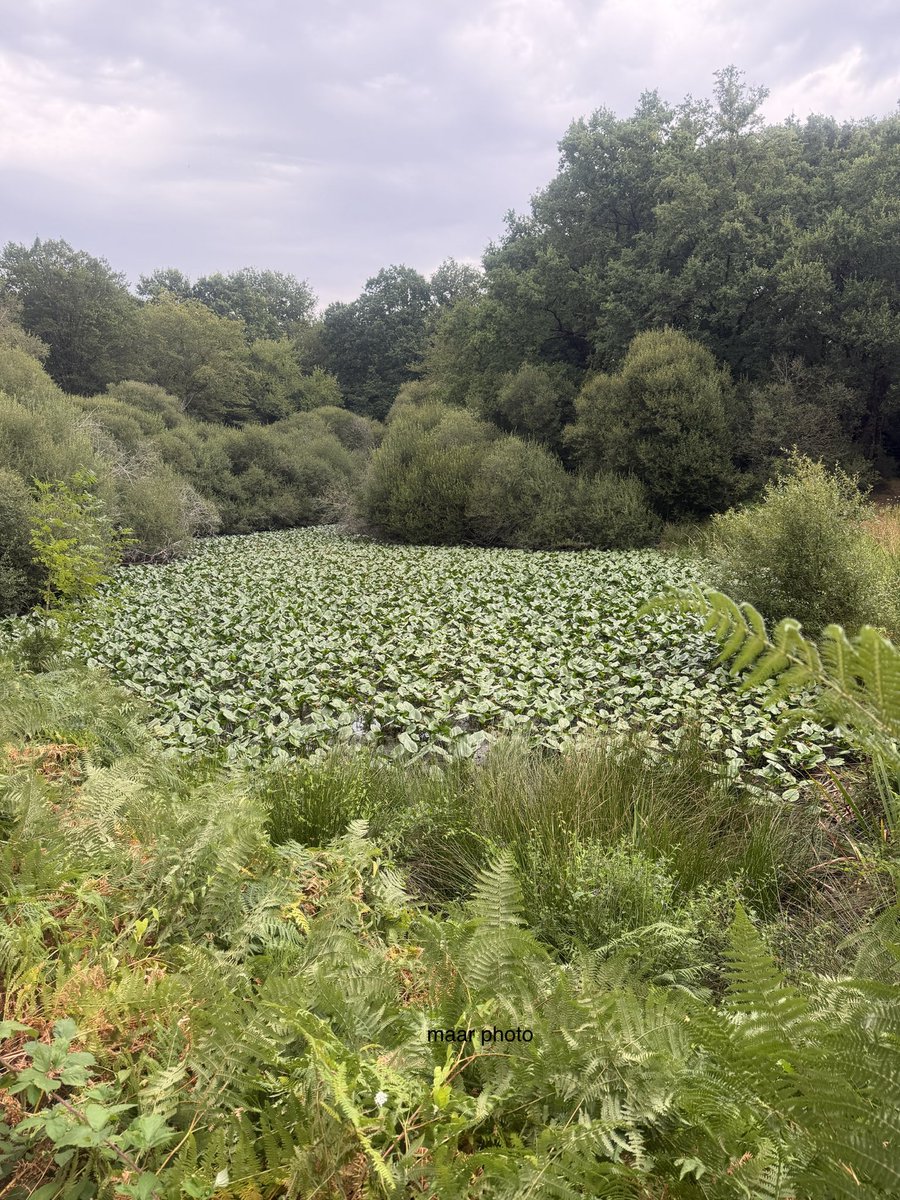 becel_maryvonne's tweet photo. Le mini étang des Douves il fait parti de la ferme de la Châtaigneraie. Mes affaires sont basée sur le paysage ma passion la photo.
#mernel #paysage #photo #foto https://t.co/ojMxq1q3JL