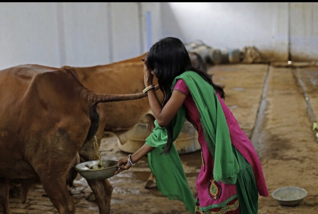 HarlemS89657's tweet photo. @ElaheFarzana Only stupid hindu eat and drink cow shit 😂😂 https://t.co/u2CCrin3JD