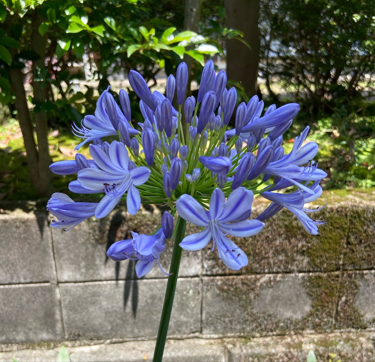 fcacacafca's tweet photo. 庭の百日紅、秋色紫陽花、アガパンサス、ガクアジサイ。近頃体調不良と仕事と子供の習い事の送迎等が忙しくて庭仕事が全くできておりません〜。ピアノとバレエの発表会が近く、レッスンも多いのでなかなか付き添いが大変ですね。お仕事や家事と両立されているママさん方尊敬です……。 https://t.co/rbnhwHDxDV