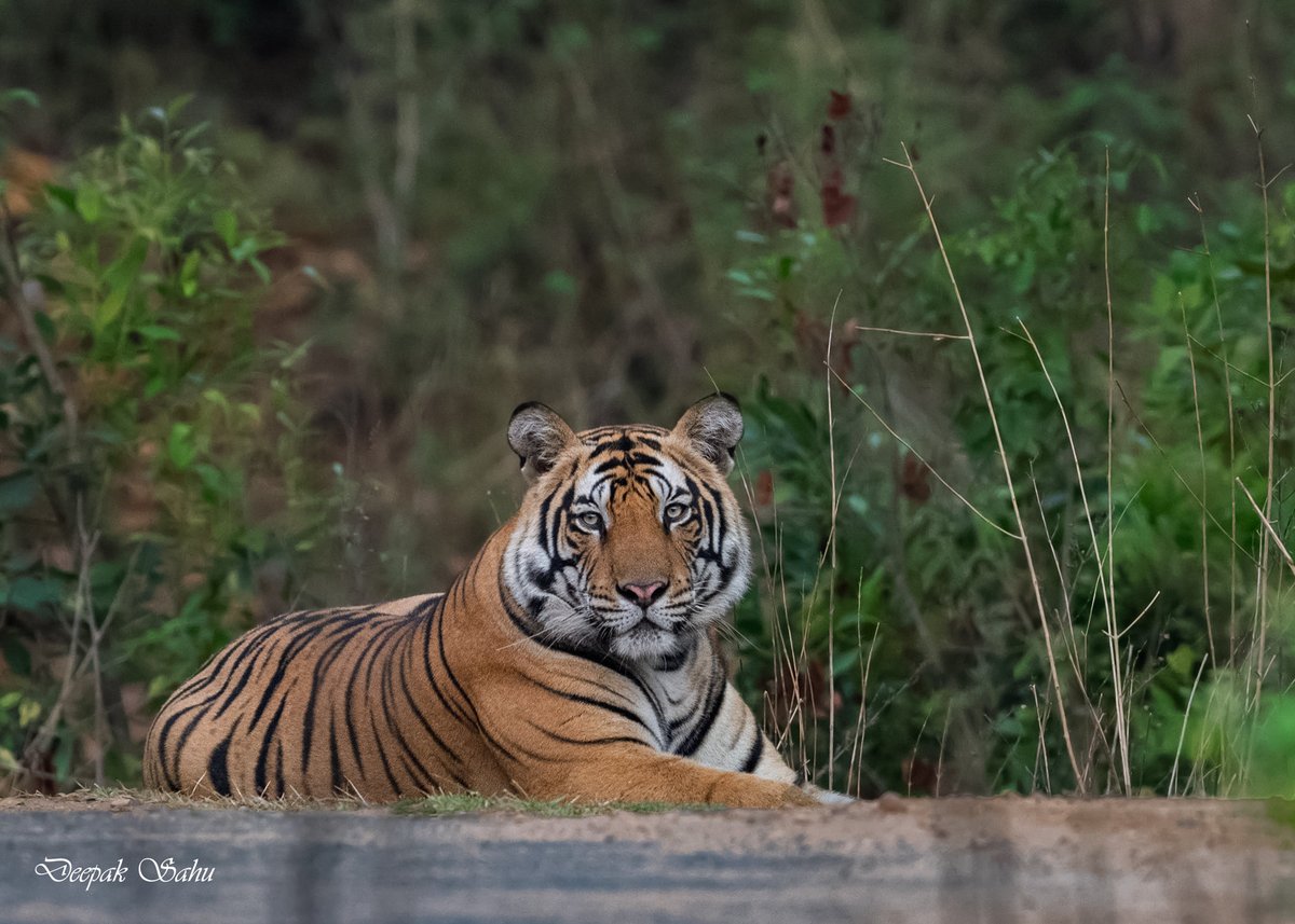 mrdeepaksahu's tweet photo. @indian_pitta Royal Bengal Tiger, Bandhavgarh https://t.co/k4l923SuRD