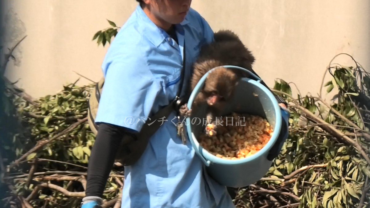 panch_kun's tweet photo. バケツの取っ手に首を挟みながら餌を取るパンチ(笑)
#がんばってるねパンチ #がんばれパンチ #パンチくん #punch #punchkun #monkey #猛暑日 https://t.co/DCXYkkwhct