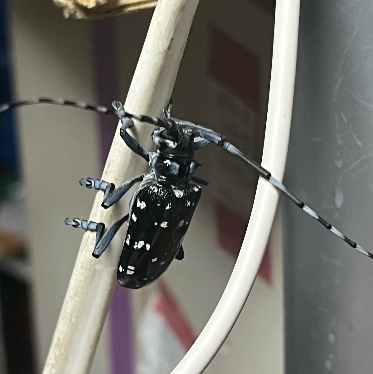 今夜のゲスト: ゴマダラカミキリ 夏は色んな昆虫が飛んでくるから