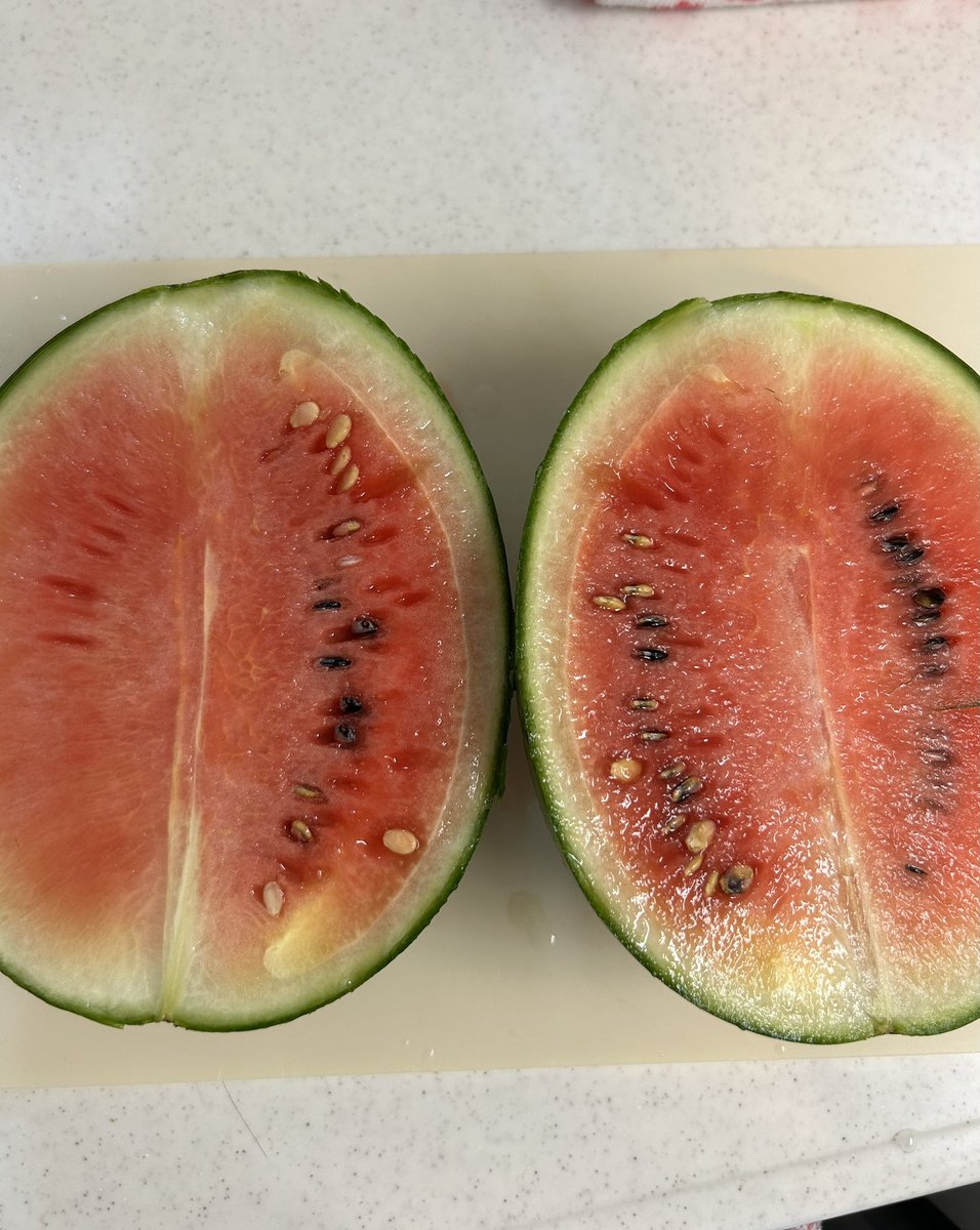 masamamis's tweet photo. 今年はフェス申し込みもしてなくて🥲スピッツネタはCMとドラマだけなんだけど、家庭菜園を3年前から始めてて今年はスイカ🍉ととうもろこし🌽を初栽培。とうもろこしはめっちゃムズい💦スイカは上手く出来た🍉自己満足🍉☺️ https://t.co/MMtz9tjEfN