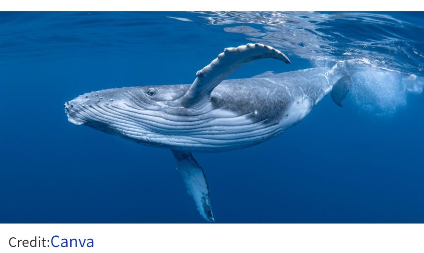 tomoka_hidden's tweet photo. 科博とNATIONAL GEOGRAPHICの企画展。「シロナガスクジラ」とされているイラストはCanvaのザトウクジラ素材じゃないか？と訝しみ、簡単ではありますが検証してみました。
さてCanvaで対象のザトウクジラ素材を左右反転させて、「シロナガスクジラ」と重ねてみると───

@museum_kahaku
@NatGeoMagJP https://t.co/FDjkofbPqW