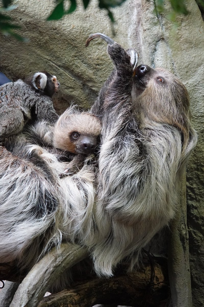 ナマケモノページ ナマケモノ研究所(The sloth research center)🦥 (@sametyphoon