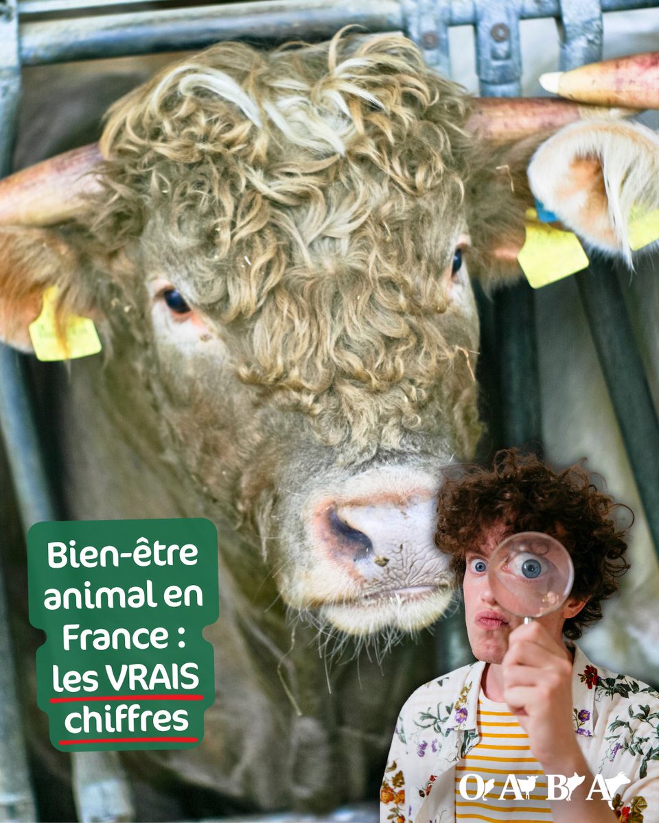 OABA_Off's tweet photo. 📊⚠️  Derrière le mythe de l'« excellence française » entretenu par le ministère @Agri_Gouv ... voici la réalité des chiffres sur le bien-être animal. 🇫🇷

L'OABA a consulté les données officielles des contrôles réalisés en 2024. Le constat est sans appel ! 👎

(1/7) ⬇️ https://t.co/KMyb1vFuZX