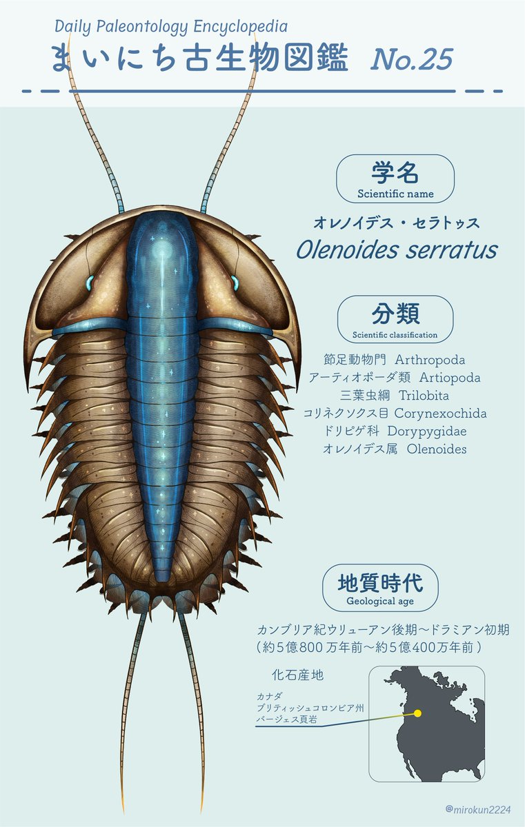 mirokunn2224's tweet photo. #Cambrian #illustration #paleoart #イラスト
Olenoides serratus!
トゲトゲな見た目が特徴の三葉虫だ!
三葉虫では珍しく付属肢などの詳細な形態が判明しているぞ! https://t.co/luXXbe9162
