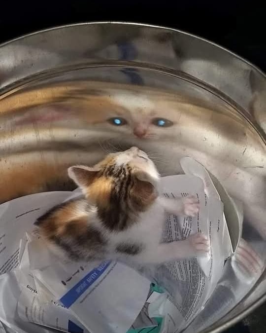 Catsillyness's tweet photo. He can see the future https://t.co/gWEMn5jOb1