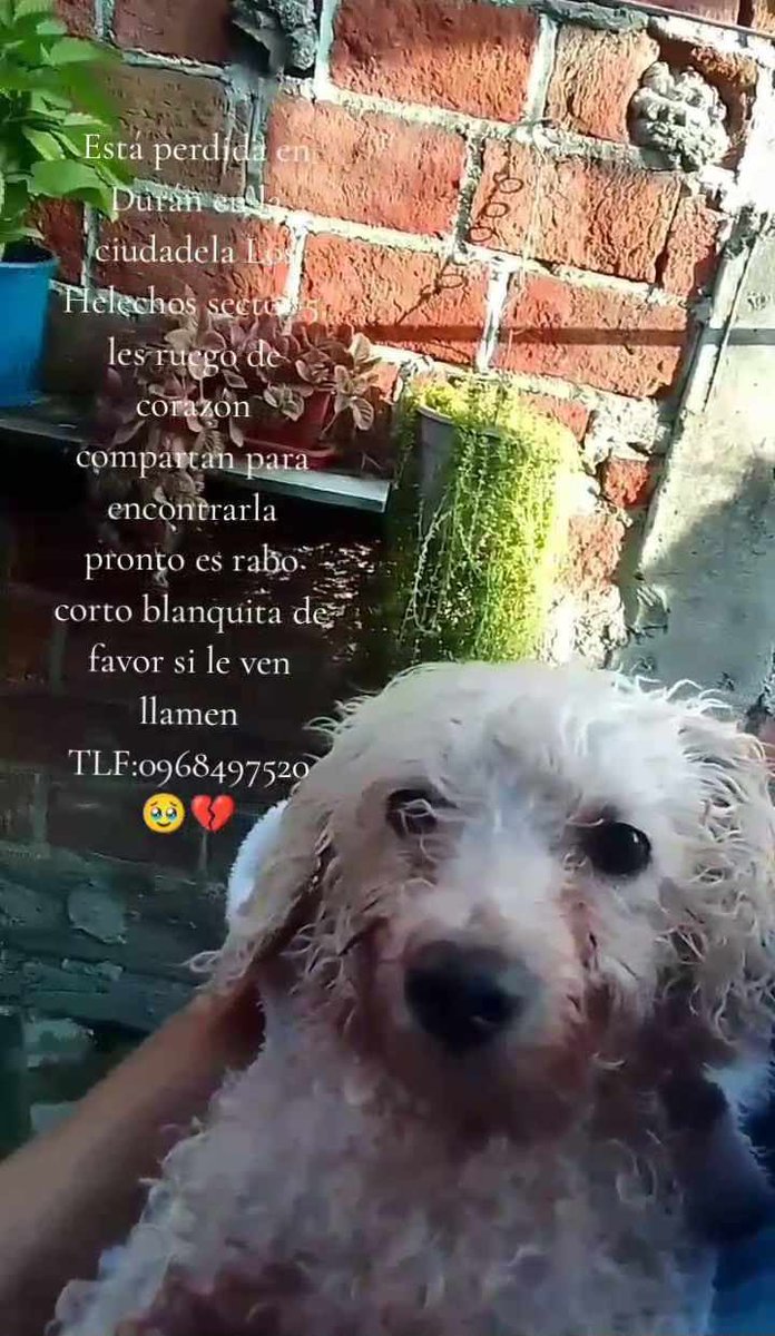 AlertaMePerdi's tweet photo. #PERDIDA #DURAN
Nombre: #NIÑA
Fecha: 26/08/25
Sector: Norte, Los Helechos sector 5
Sexo: Hembra
Raza: French
Obsv: Un tumor en el pecho, en el lomo tiene una pequeña. Vista por última vez por la Gasolinera de Los Helechos y luego por El Bosque
Contacto: 0968497520
#AlertaMePerdí https://t.co/5Jv83b1Pa6