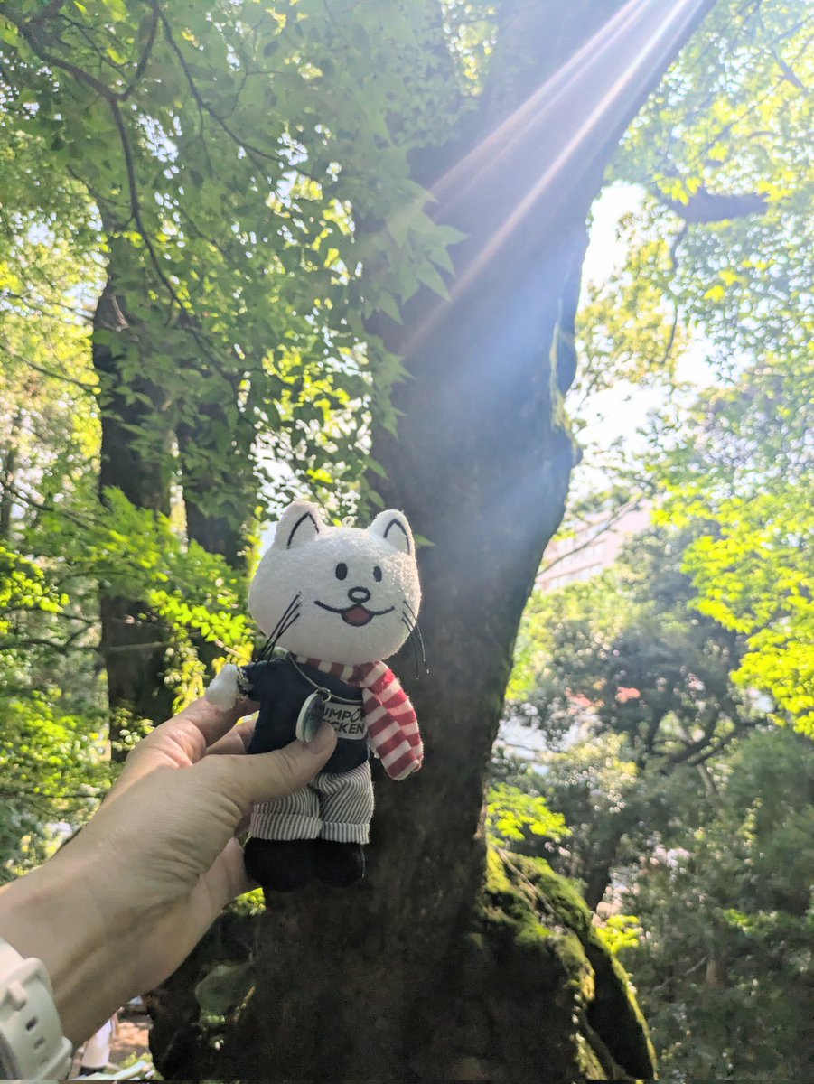 daichan_boc's tweet photo. ニコルに降り注ぐのは木漏れ日か…ありがたいオーラか😳✨🌳 https://t.co/xlKjhoPR44