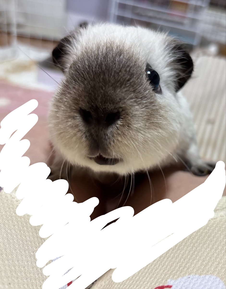 Mi_ko_ys's tweet photo. 飼い主の特権♡♡
足に手をかけるかぶちゃん🐻‍❄️ https://t.co/VyJ6LZofcy