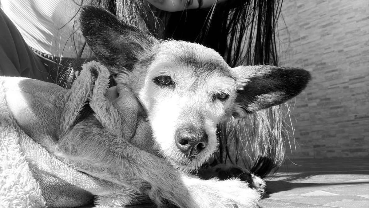 HeyFucked's tweet photo. Te amo daqui até a eternidade!
Um dia te encontro novamente 🖤 https://t.co/arO9t3c4j8