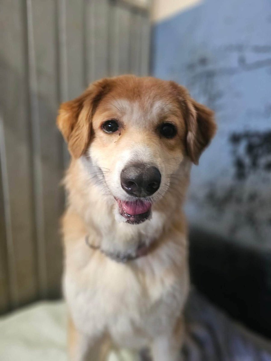 rescuedoggypaws's tweet photo. Shelby has been with the kennels for a few years now after being returned traumatised from witnessing severe domestic violence in the home.. she can be jumpy and skittish but also fun loving and giggly.
https://t.co/KZz54ohg6Z
#Nottinghamshire #mansfield #Yorkshire #Sheffield https://t.co/jPcukw1RAF