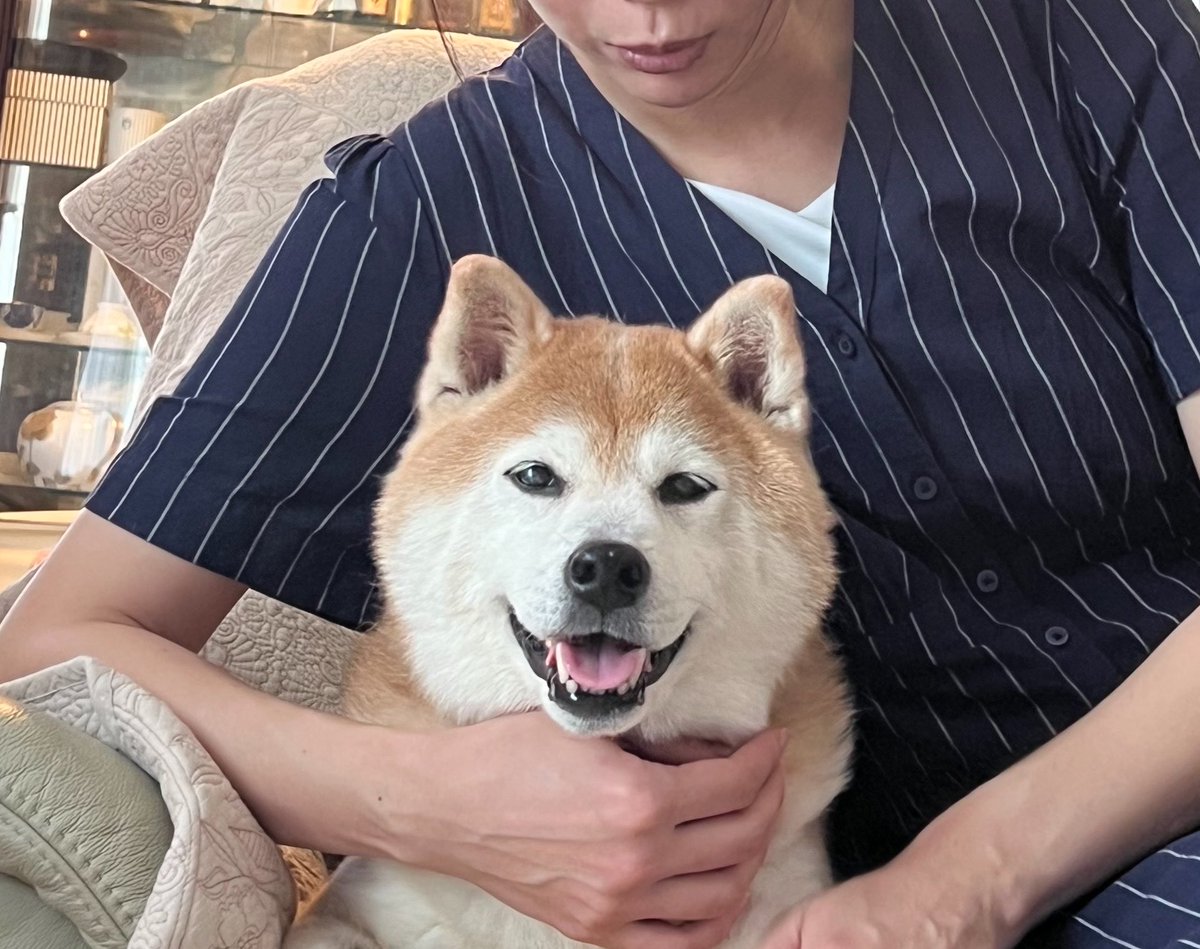 makiko56's tweet photo. 散歩の後。

#柴犬 https://t.co/kpTDcUWcDl