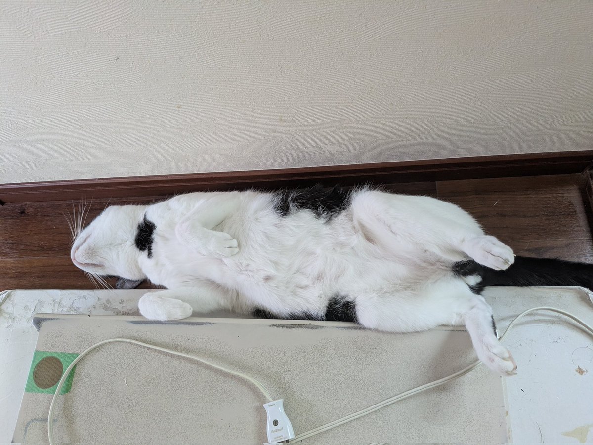 猫 Post by yamamoguwasabi on X: なぜこうなるの猫