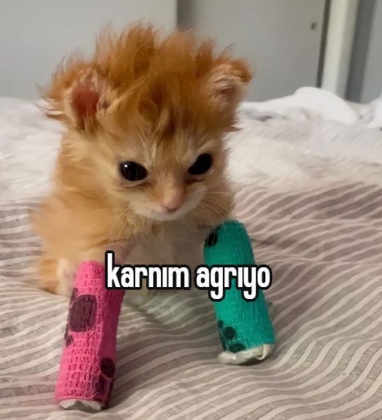 berfiniimssii's tweet photo. x kişisi : şu an hangi mooddasın ?
me ; https://t.co/JwTEDMVN1v