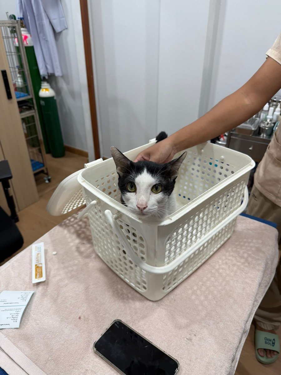 2oo3___k's tweet photo. หาบ้านให้น้องค่ะ 🐄🐱 (รีโนเวทน้องแล้ว)

น้องเป็นแมวจรที่อาศัยอยู่ใต้คอนโดแถวมีนบุรี ช่วงนี้มีลูกบ้านร้องเรียนเรื่องน้องขับถ่ายบริเวณใต้ตึก ทำให้กลายเป็นปัญหาของคอนโด และกังวลว่าน้องอาจถูกจับไปปล่อยในที่อื่น 

ก็เลยอยากหาบ้านและครอบครัวที่อบอุ่นให้น้องค่ะ 💖
#แมวจร #หาบ้านให้แมว https://t.co/QuFtjNuGro
