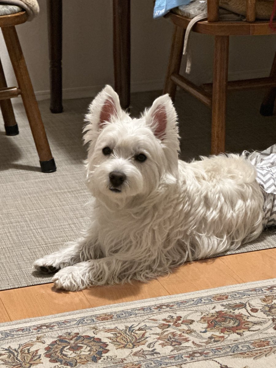 westie_kumataro's tweet photo. ばーちゃん家行ってうちにはないTV見てたら、「目が悪くなる」「見ないの！」とか言って消された時の顔。 https://t.co/ZXpiS0vucc