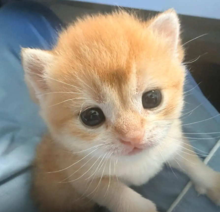 culAnimal's tweet photo. https://t.co/i3X2X3RfVH