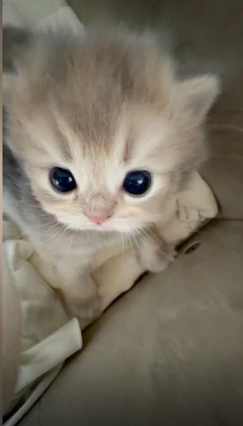 culAnimal's tweet photo. https://t.co/9SRSRMtZrg