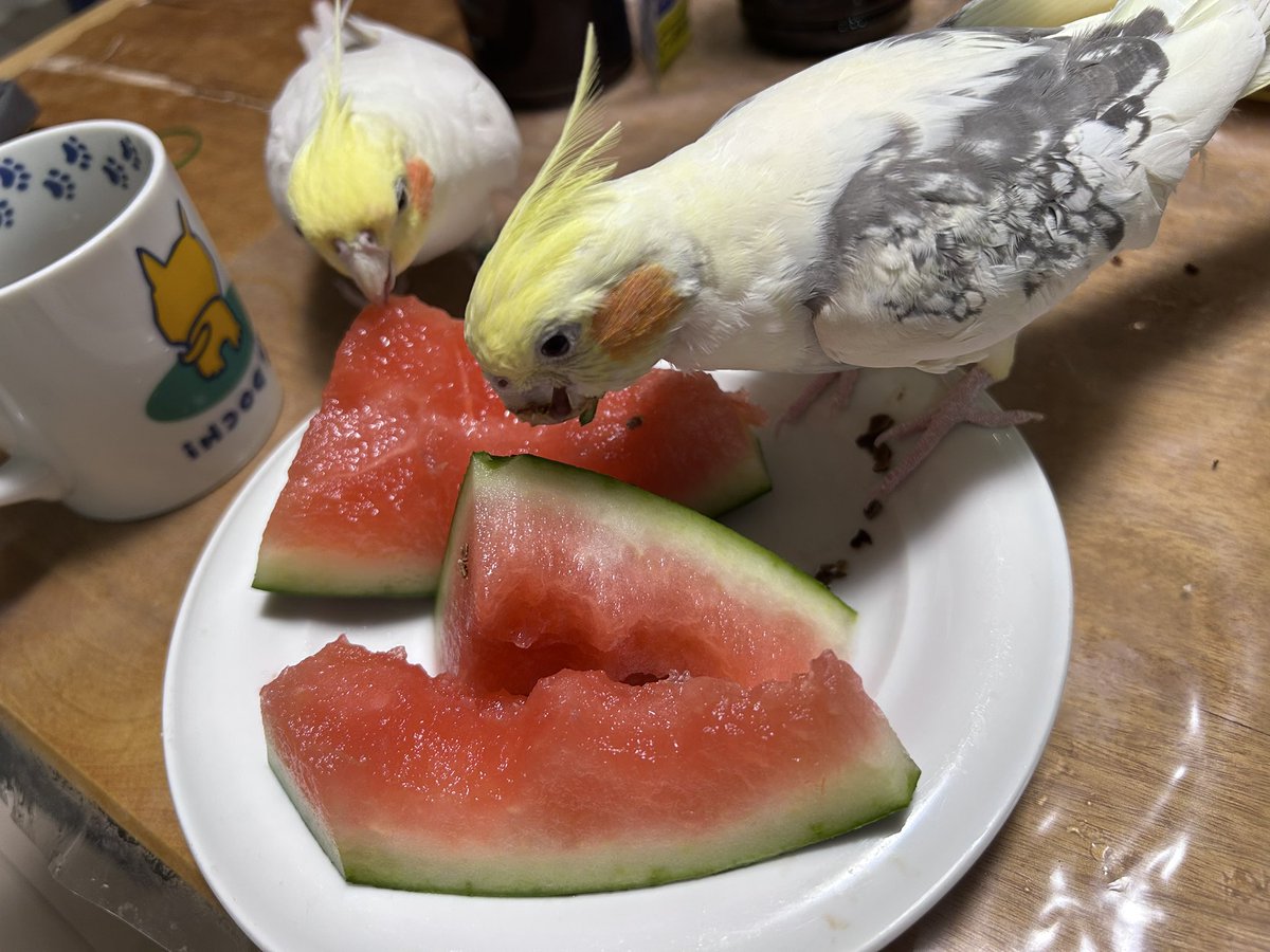 daisenbp's tweet photo. スイカ🍉を食すオカメたち🤭 https://t.co/mpxfR5BGUF