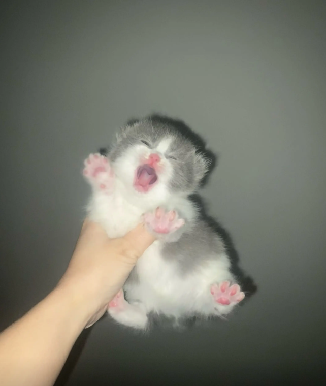 culAnimal's tweet photo. https://t.co/gCqtrGPi9L