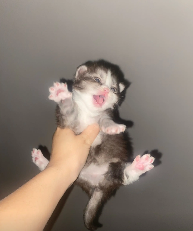 culAnimal's tweet photo. https://t.co/gCqtrGPi9L