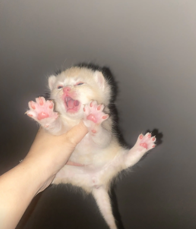 culAnimal's tweet photo. https://t.co/gCqtrGPi9L