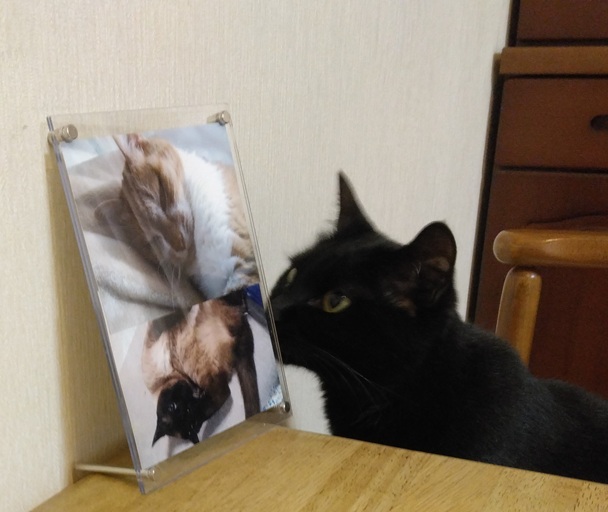 KenSKyForce's tweet photo. @tsujikiri_melco @YouTube ニトリの"推し活フレーム"を買ったので先住猫の写真を入れてみた。虹の橋を渡ってしまったけど良い子ばかりでした🐈🐈🐈 
クロがご対面とご挨拶。ベッド・トイレ・キャリー・タワーetc…いっぱい使ってるよ、お古だけど！ https://t.co/vAdgRqRv36