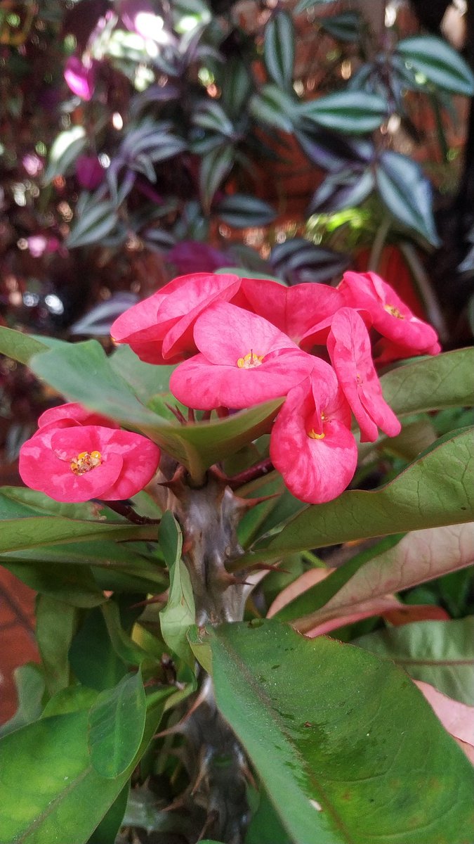 ReverendoJuarez's tweet photo. 🙄 No sé cómo se llaman 
las tocas y se sienten como papel de gruesas y fuertes que son 
#flores #new #foto #picoftheday https://t.co/T9tcUi38OM
