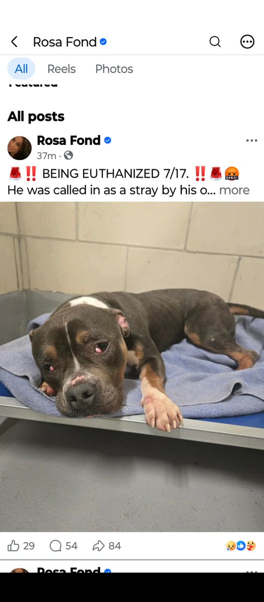 DogRescueRadar's tweet photo. @RockdaleGov Caring advocates across the US want to know WHEN will you stop letting #rosafond #haau use your shelter dogs as cash cows?

They will raise 5 figures and provide minimal vetting. They don't embellish stories about the dogs they LIE. 

Research your rescue partners! https://t.co/q8cJ9HivvR