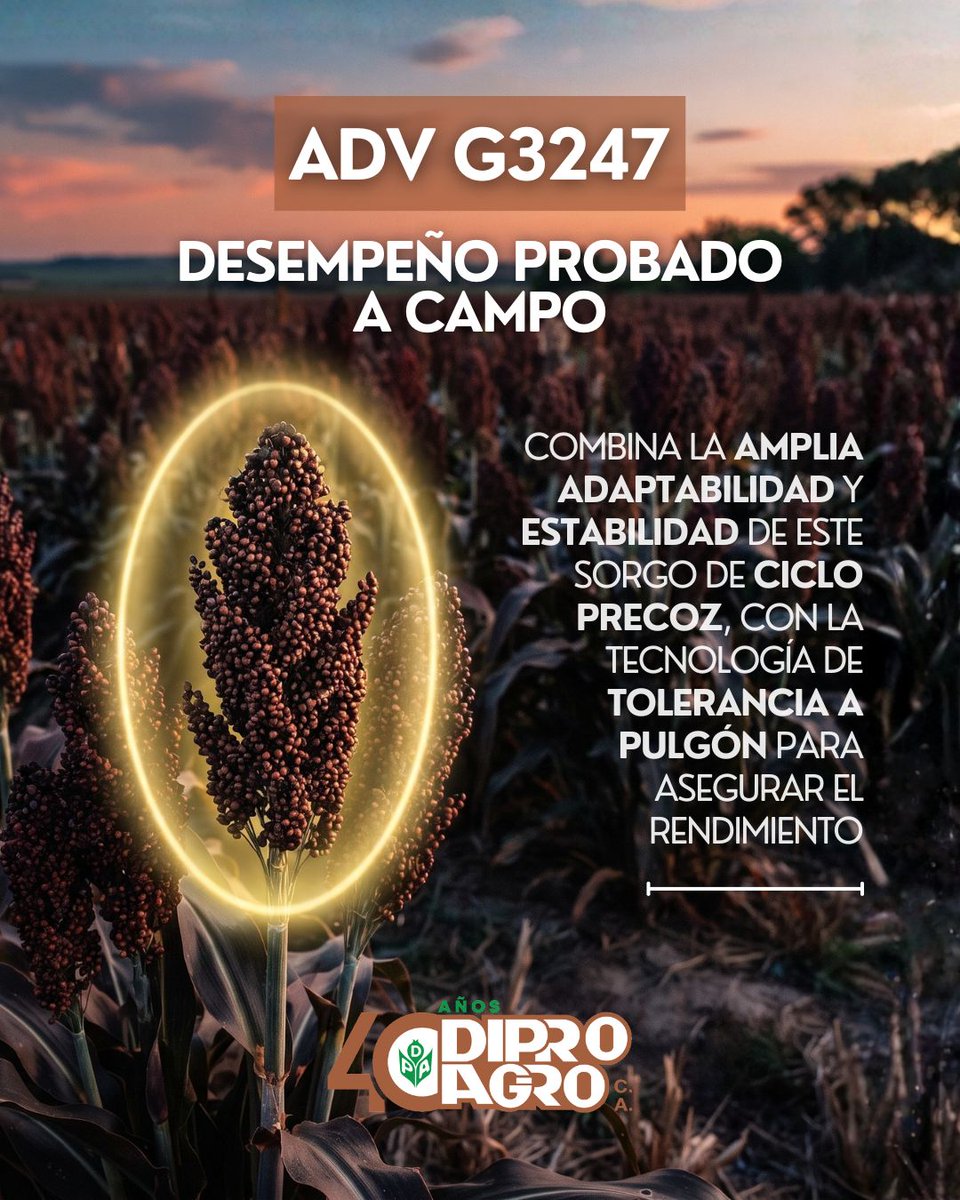 diproagroca's tweet photo. Con ADV G3247🌱 estás un paso adelante 💪
Este #Sorgo combina amplia adaptabilidad con tecnología de tolerancia a pulgón amarillo, sin comprometer rendimiento ni estabilidad
👉 Anticípese, proteja su cultivo y siembre la genética de #Advanta
🙋‍♂️ Contáctenos para más información https://t.co/QPPb7dnhhW