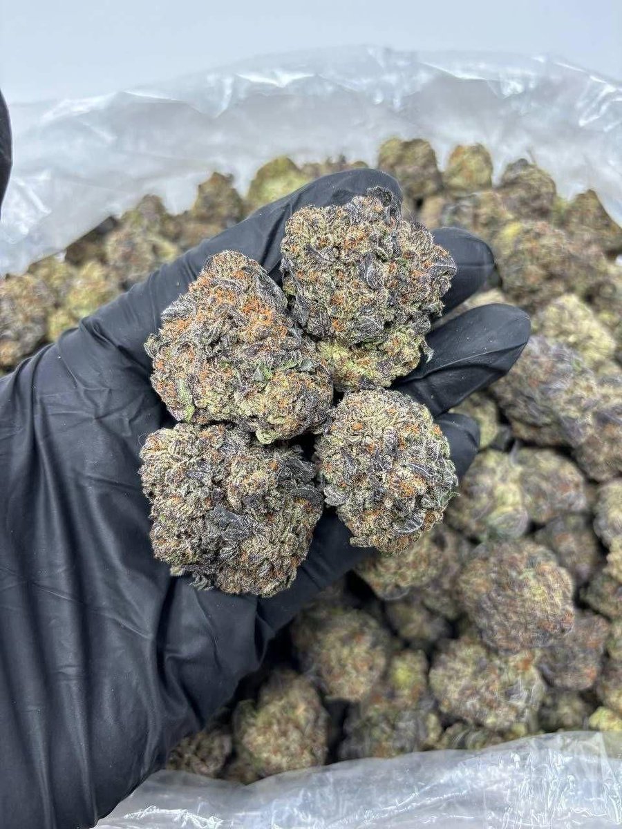 thezaplug2026's tweet photo. 🔥🌿🍃 Fiending zaza gas weed exotic plug shrooms 🍄 fast bulk Seattle 206 Portland 503 DM plug NOW 📍👇 Lock in #Seattle #Portland #WesternUSA420 https://t.co/Pl0Su30D70