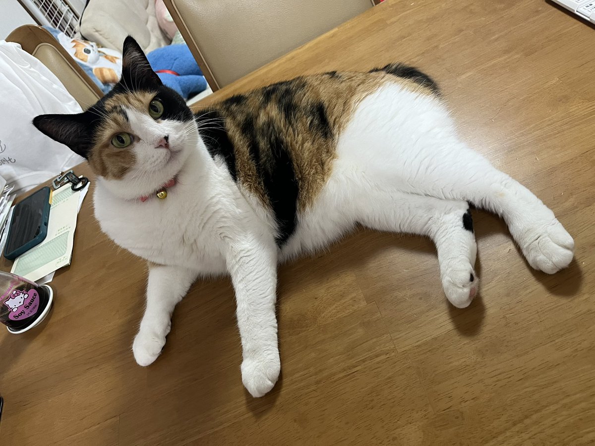milk_choco0402's tweet photo. 🐾2026/7/15🐾
今日はミルクとチョコをお迎えして4年が経ちました=^._.^=
4年前はとっても小さかったのにあっというまに4歳になっちゃったね🐈🐈‍⬛
今日のミルチョコもとっても可愛かった💕
いつまでも元気で沢山食べていっぱい幸せになってね🩷❤️
#ミルクとチョコ　#三毛猫　#黒猫　#猫がいる暮らし https://t.co/P4MAd0ukRM
