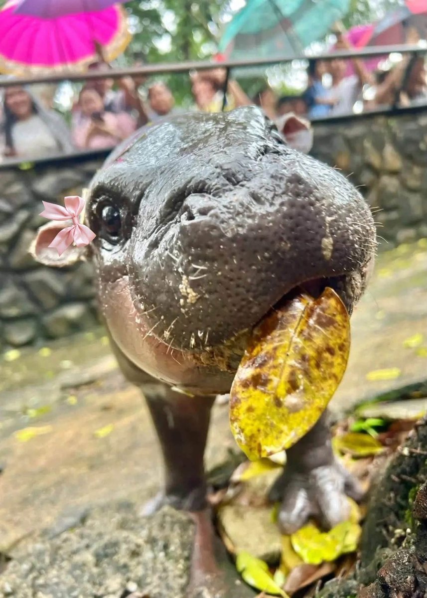 and_khamoo's tweet photo. ผ่านไป2ปี ทำไมใบไม้เล็กลง 
ต้นไม้ต้นนี้มีปัญหาอะไรหรือป่าว #hippo #PygmyHippo #ขาหมูแอนด์เดอะแก๊ง #หมูเด้งเด้งกี่โมง #Moodeng #พี่ขาหมู #สวนสัตว์เปิดเขาเขียว https://t.co/qa6MZQJ7ls