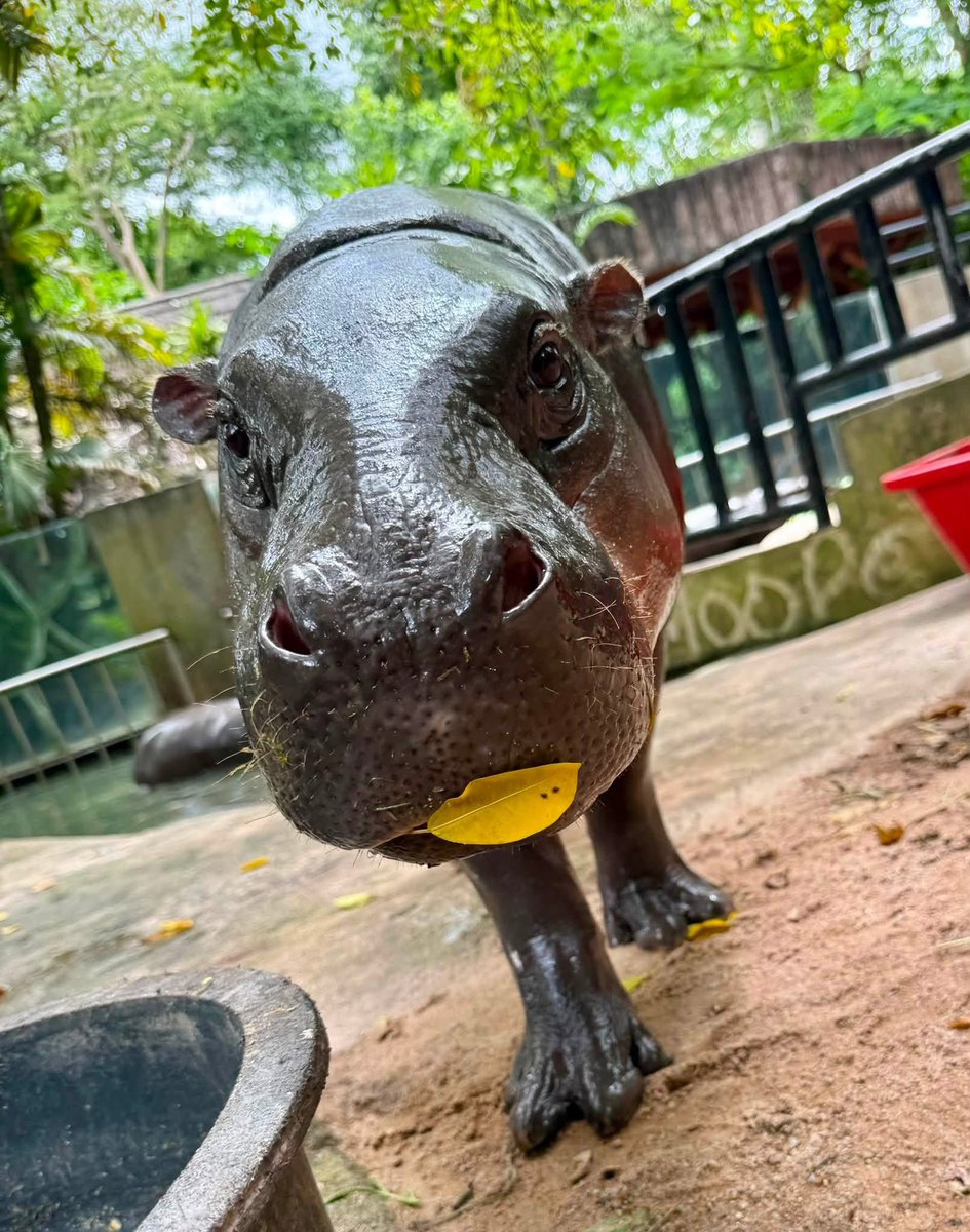 and_khamoo's tweet photo. ผ่านไป2ปี ทำไมใบไม้เล็กลง 
ต้นไม้ต้นนี้มีปัญหาอะไรหรือป่าว #hippo #PygmyHippo #ขาหมูแอนด์เดอะแก๊ง #หมูเด้งเด้งกี่โมง #Moodeng #พี่ขาหมู #สวนสัตว์เปิดเขาเขียว https://t.co/qa6MZQJ7ls