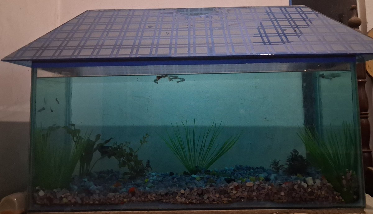 saffronbong's tweet photo. I have my aquarium since 2007. My late grandfather gifted it to me coz I was a fish paglu 🐟 Bought eight small molly fishes and a crocodile fish today.

(No Bhadraloks don't eat them ❌) https://t.co/s7amXXzagL