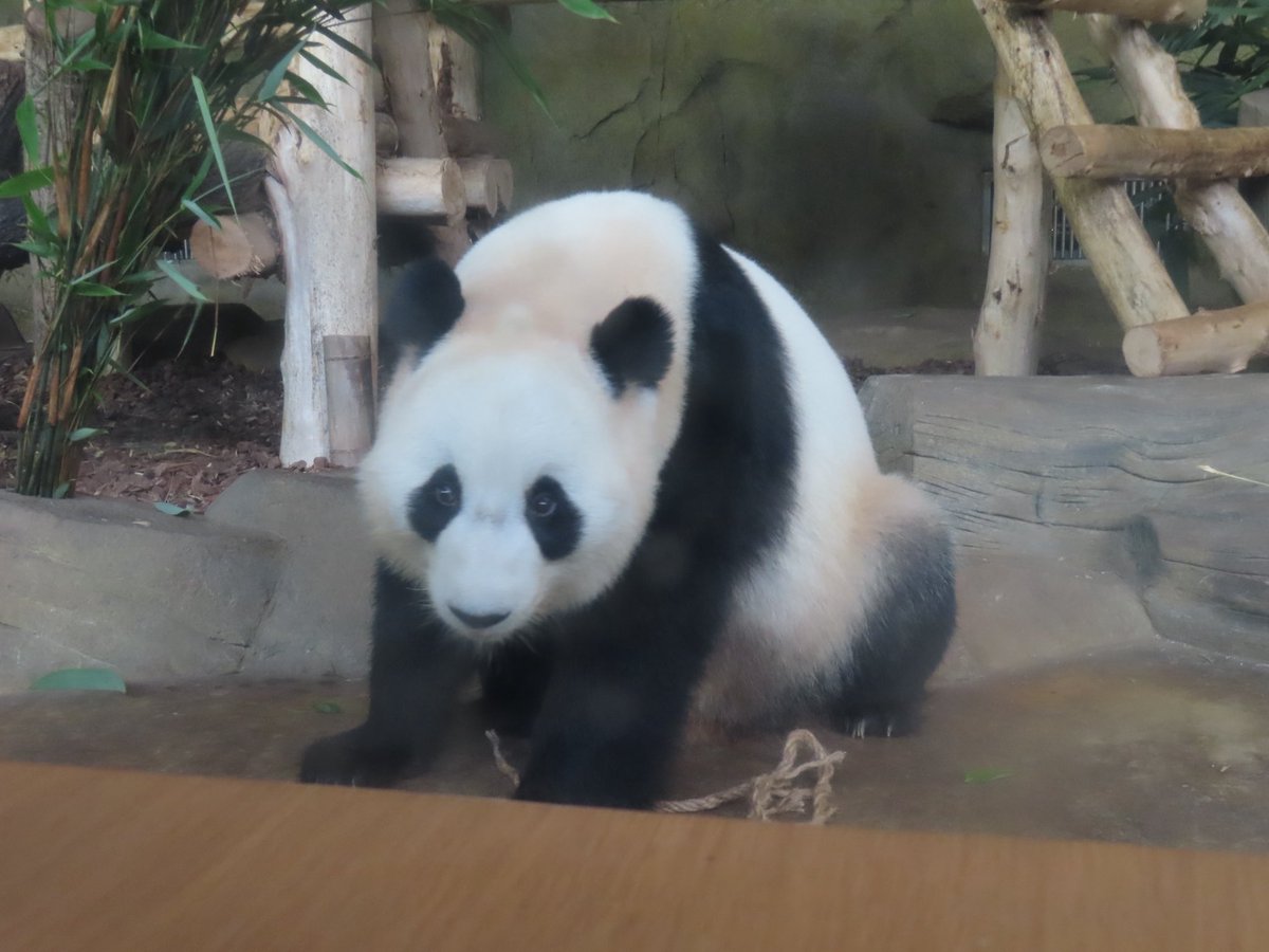 09140125panda's tweet photo. 屋内展示だとこんなちかくに来てくれたりするからいいですね！ちかすぎてキュンキュン💓
1枚は結ちゃんのお隣のオリンピアです https://t.co/9at26xdAQZ