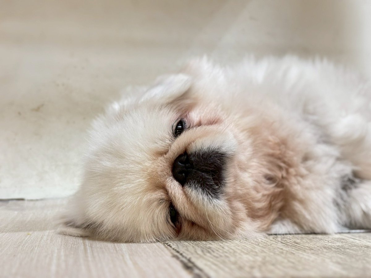 wandan_dog's tweet photo. お世話になっております🐾
現在シェルター内のガムテープがかなり不足している状態です💦
ペットシーツの固定、オムツ作成に毎日たくさん使用します💦

ほしい物リスト追加させていただいております🙇🏻‍♀️
ご無理のない範囲でどうかご支援お願い致します😭 https://t.co/G9sG4ZrUbF