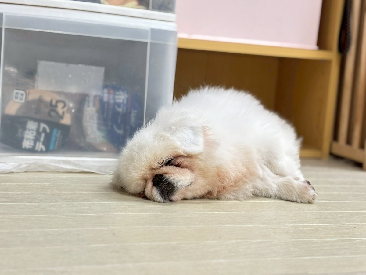 wandan_dog's tweet photo. お世話になっております🐾
現在シェルター内のガムテープがかなり不足している状態です💦
ペットシーツの固定、オムツ作成に毎日たくさん使用します💦

ほしい物リスト追加させていただいております🙇🏻‍♀️
ご無理のない範囲でどうかご支援お願い致します😭 https://t.co/G9sG4ZrUbF