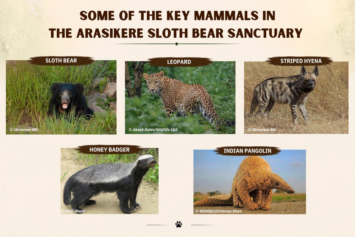 slothbear2026's tweet photo. 🐻🌿 Sloth Bear Sanctuaries of India | Part 5: Arasikere Sloth Bear Sanctuary, Karnataka

📍Established: 2022
📍Location: Hassan district, Karnataka.

Arasikere Sloth Bear Sanctuary represents an important addition to Karnataka's network of Sloth Bear habitats. The sanctuary comprises Southern Tropical Dry Deciduous and Desert Thorn Forests, with rugged granite hillocks, natural caves, boulder fields, and open grasslands, forming a transitional landscape between dry deciduous forests and thorn scrub.

Key conservation challenges include habitat fragmentation, land-use change, electrocution risks, and increasing human pressures. Addressing these threats through effective habitat management, mitigation of anthropogenic risks, and regular ecological monitoring will be essential to strengthen the sanctuary's long-term conservation value.

📖 Source: Conservation Status Report of Sloth Bear Sanctuaries in India

#ProjectSlothBear #WIIProjectSlothBear #ArasikereSlothBearSanctuary #SlothBear #WildlifeConservation #ProtectedAreas #Karnataka
 
@moefcc @CentralIfs @NationalCAMPA @wii_india @SACONCoimbatore @wii_eiacp @rameshpandeyifs @GobindsagarBha1 @RuchiBadola2 @CRamesh_WII @BivashPand34733 @Kramesh95 @amitwii @UpmaManral @ashishjangid22 @avinashyadv95 @utkarsh41995 @kaushikforwild @Hairypotter0777 @Sindhoora_2001 @Suraj_Chauhan31 @niranjanKv2770 @Kavyak0204 @MitaliJadh34762
