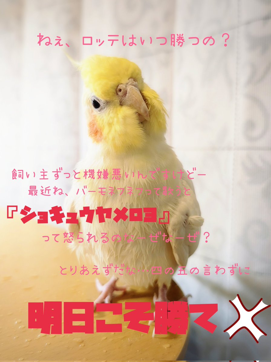 Maguneeee's tweet photo. とあるクネクネしたクソキメェオタク野郎からリクエストあったのでオカメインコあげときます😇 https://t.co/8UIs32LQqz