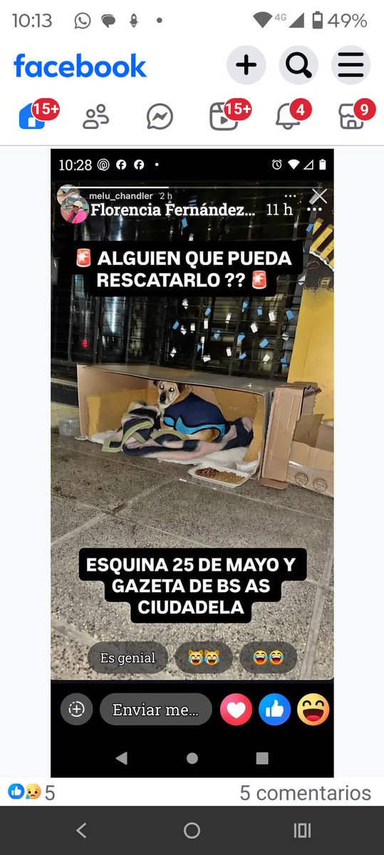 ALEXIANA777's tweet photo. Ciudadela es un santo de bueno no merece pasar sus ultimos dias en una calle fria ...#Adopten🙏🙏🙏😥😥😥😥😥 @laurasa321368 @patri_carolyn @PerrosdeMerlo @PandillaValeria @gypdeflores @mabelcomba https://t.co/PzMne4X53S