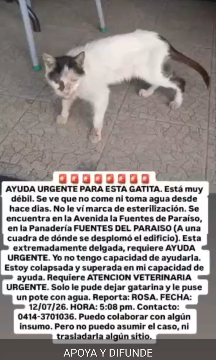 PerroUsuario's tweet photo. Necesita atención y resguardo  URGENTEEEE RP @vprm24: Favor difundir 🙏🙏🙏 https://t.co/fnCEH6hs7N